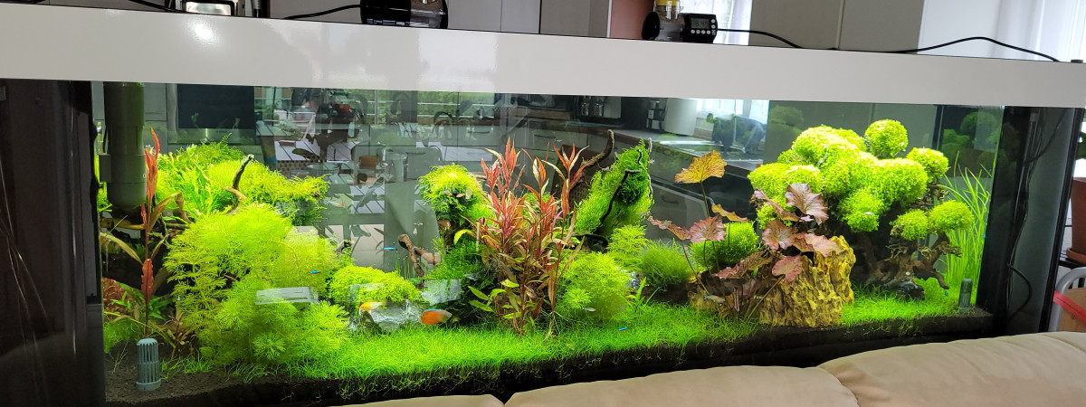 aquarium Mon 2 mètres Aquascape