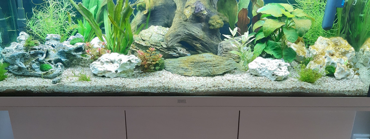 aquarium Juwel rio 240