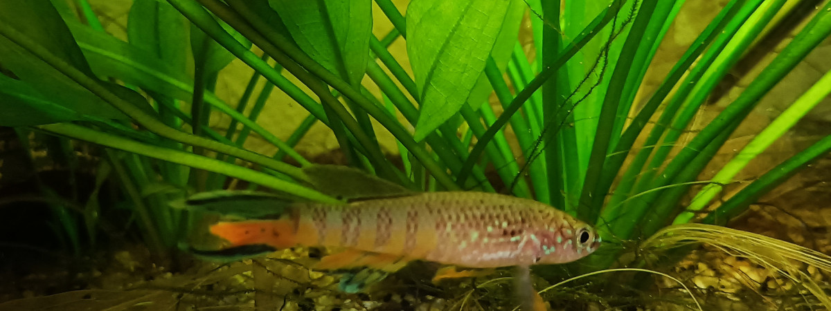 aquarium 141 01 Couple Fundulopanchax sjoestedti Niger Delta