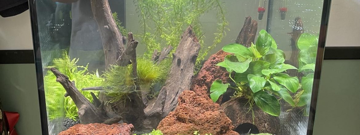 aquarium 30 L Crevette