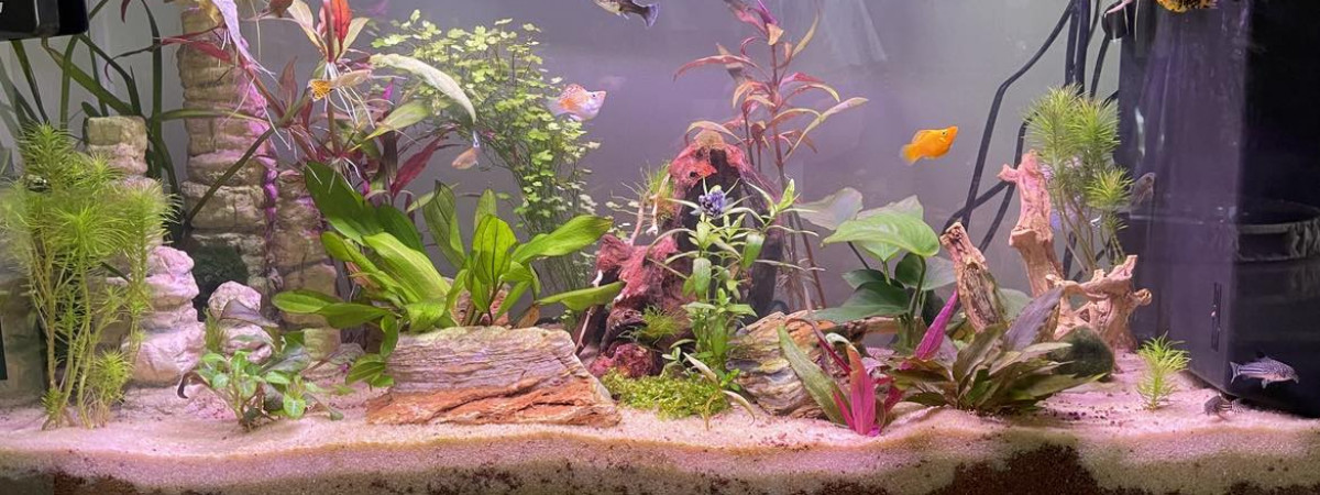 aquarium 80 L Communautaire