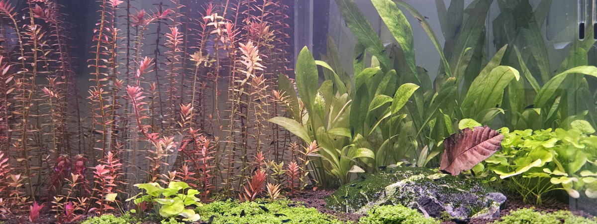 aquarium First tank