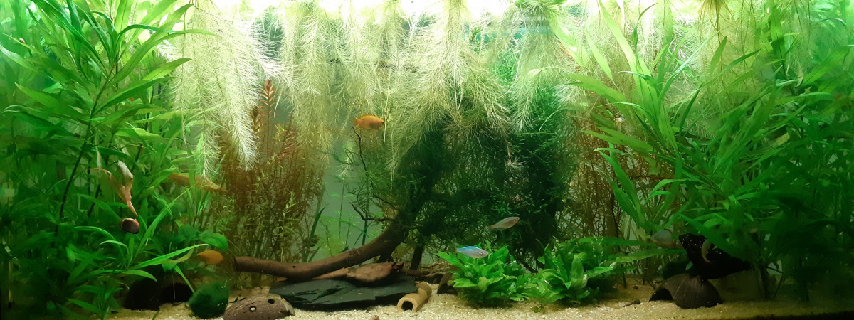 aquarium Asiatique 200l