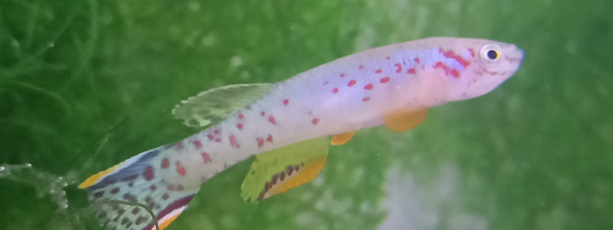 aquarium 223 Cyclage Fundulopanchax scheeli