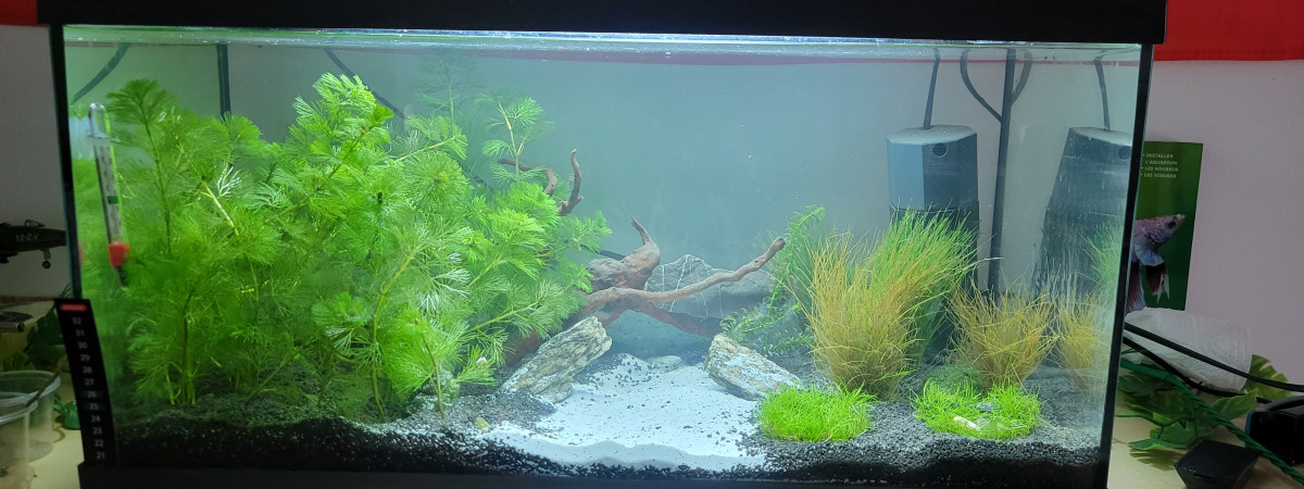 aquarium Amazon Thai