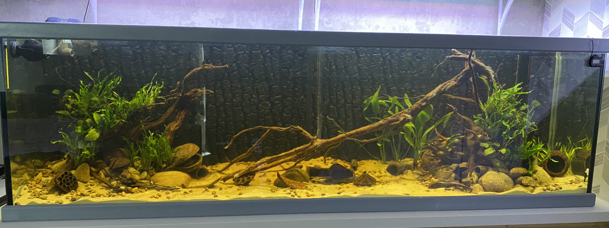 aquarium Aquarium amazonien