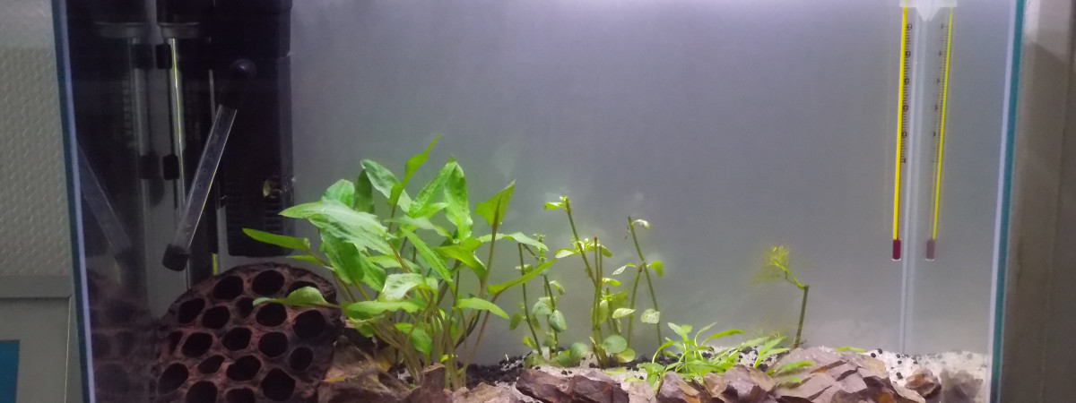 aquarium Mini Aquarium