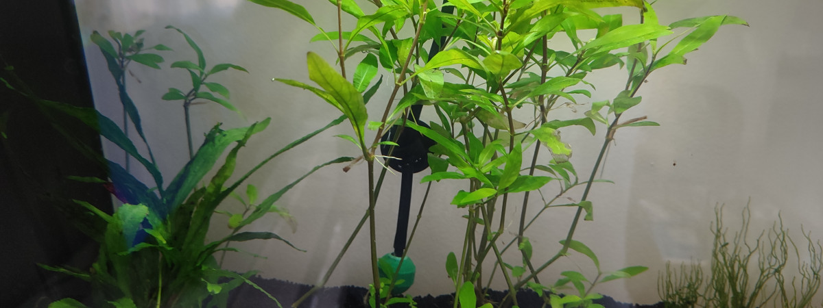 aquarium Bac 20 l