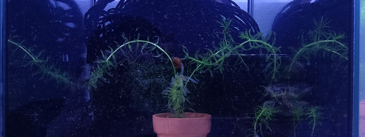 aquarium 432 Minimum 02 Alevins Fundulopanchax nigerianus  Innidere