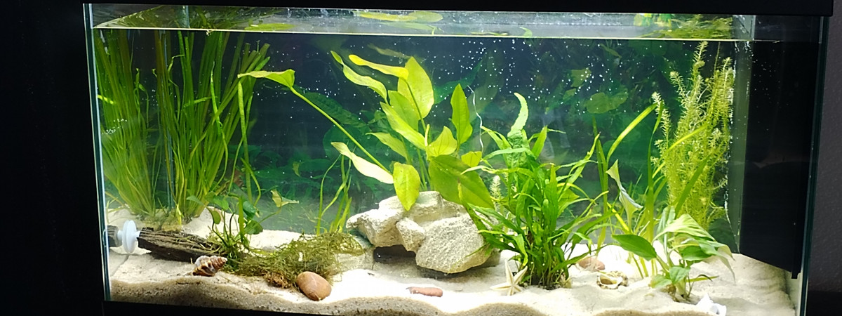 aquarium 1er aquarium Soen