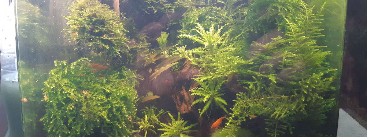 aquarium nano 20  A