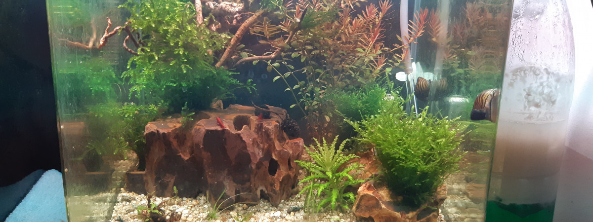 aquarium nano 20  B