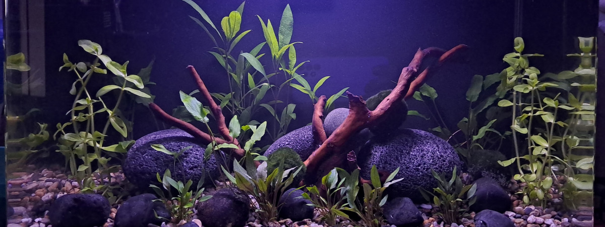 aquarium Nano crevettes