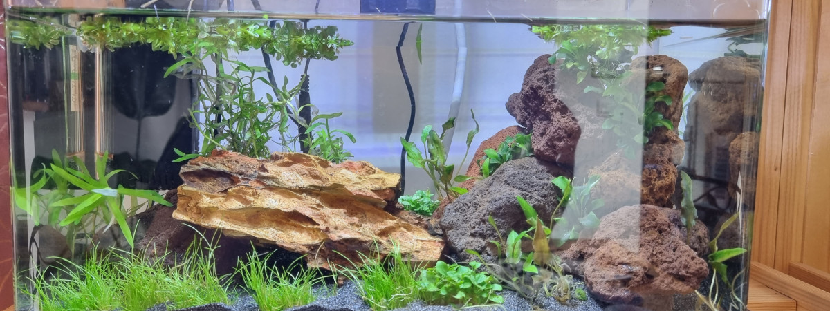 aquarium Aqua killie