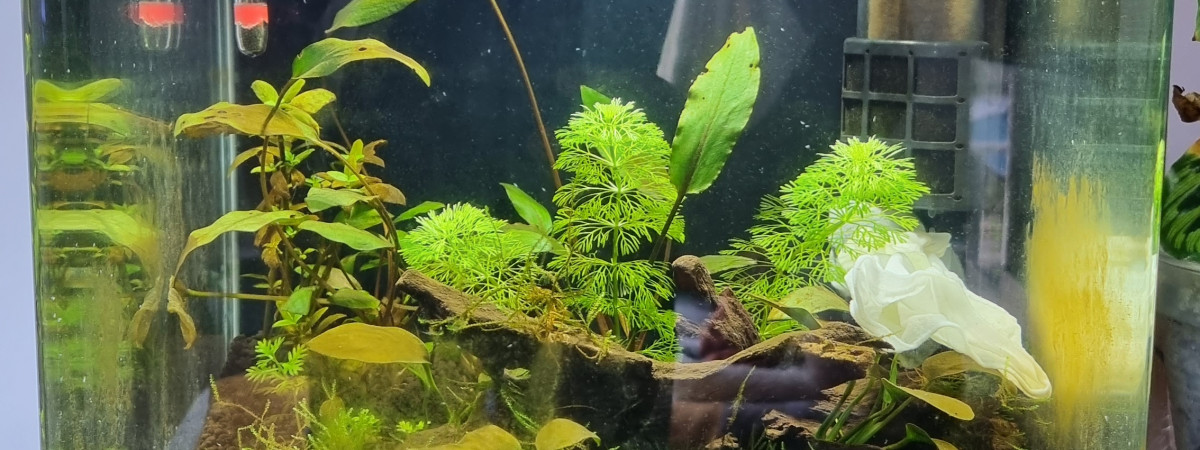aquarium Cube 30L