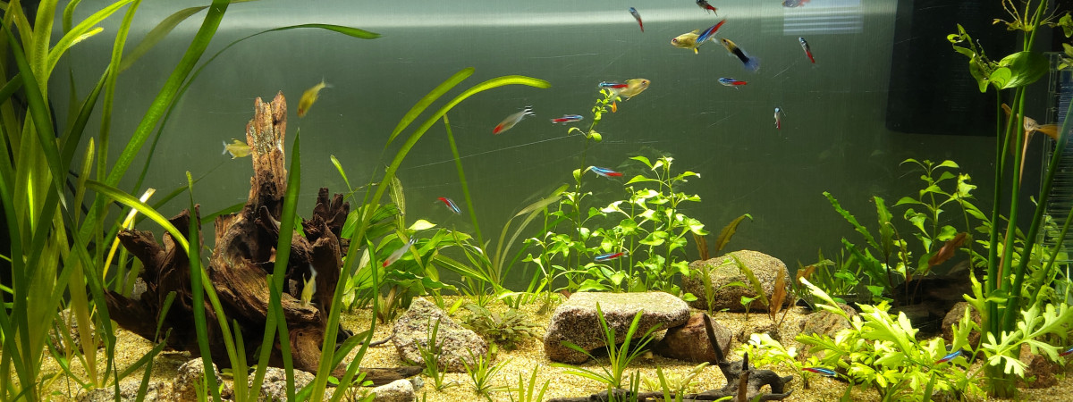 aquarium Aqua 220l