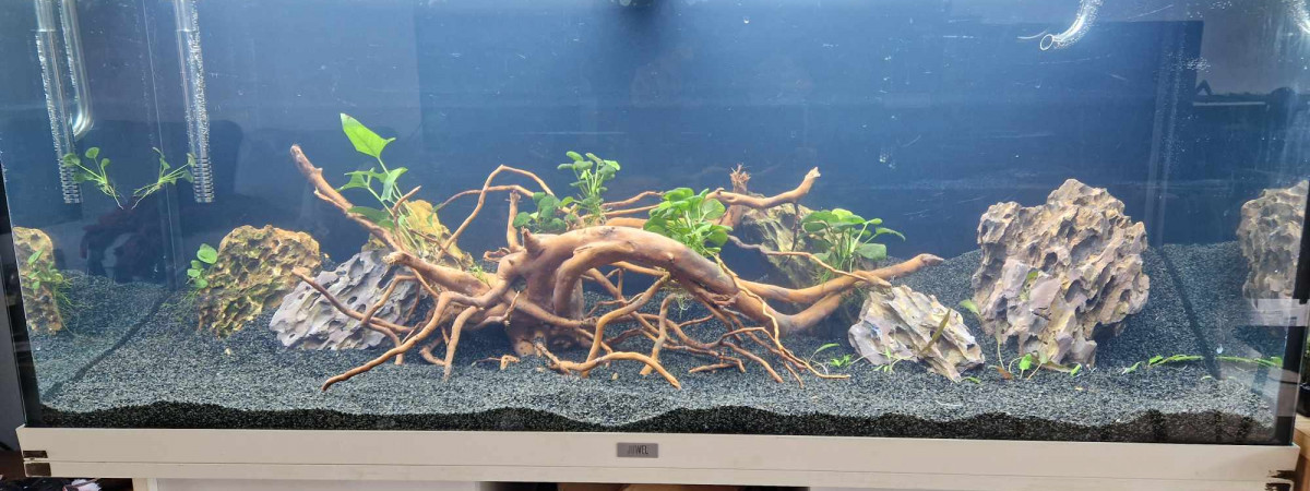 aquarium Rio 240L