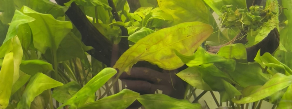 aquarium Spécifique betta femelle