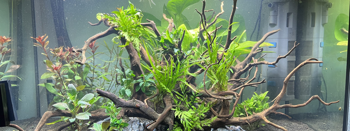 aquarium Projet 160 litres