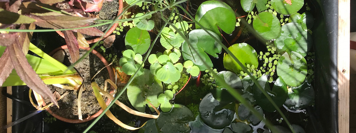 aquarium Bassin balcon