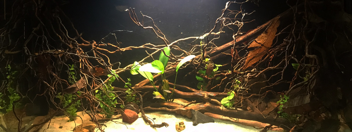 aquarium Biotope amazonien