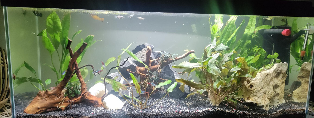 aquarium Aucune idée
