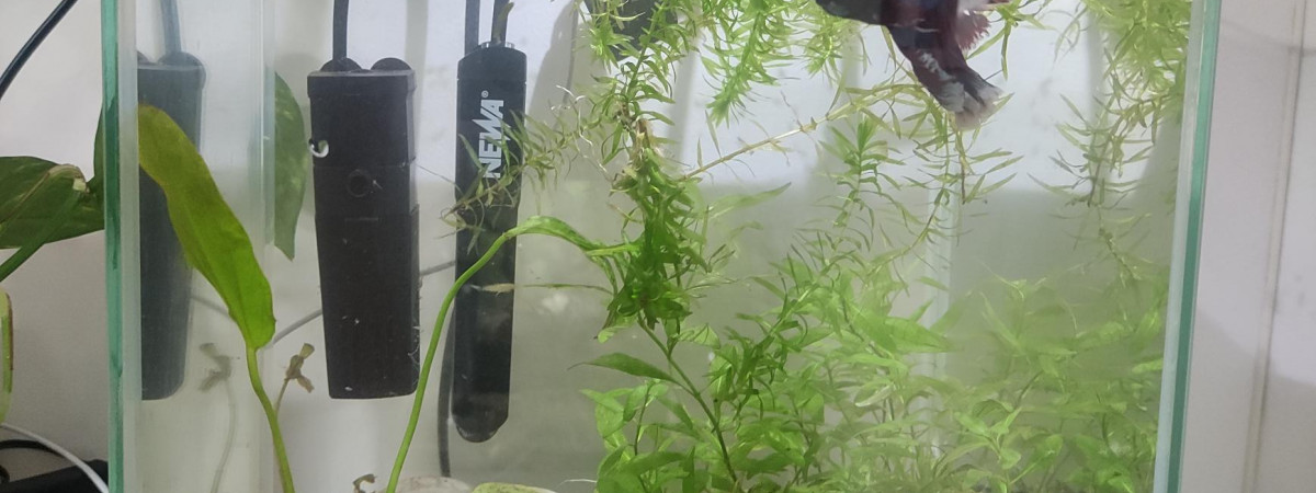 aquarium La rizière