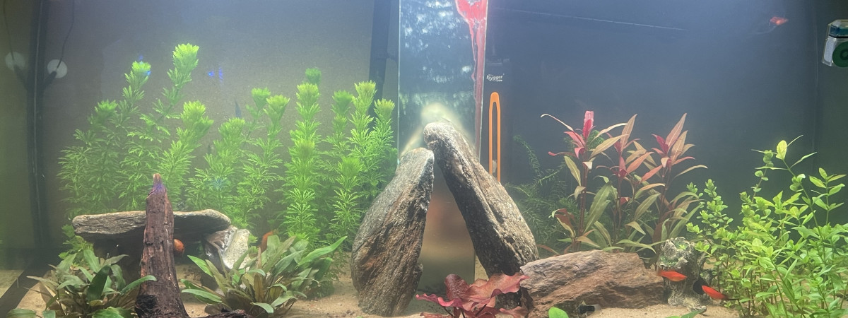 aquarium Aqua 250 litres