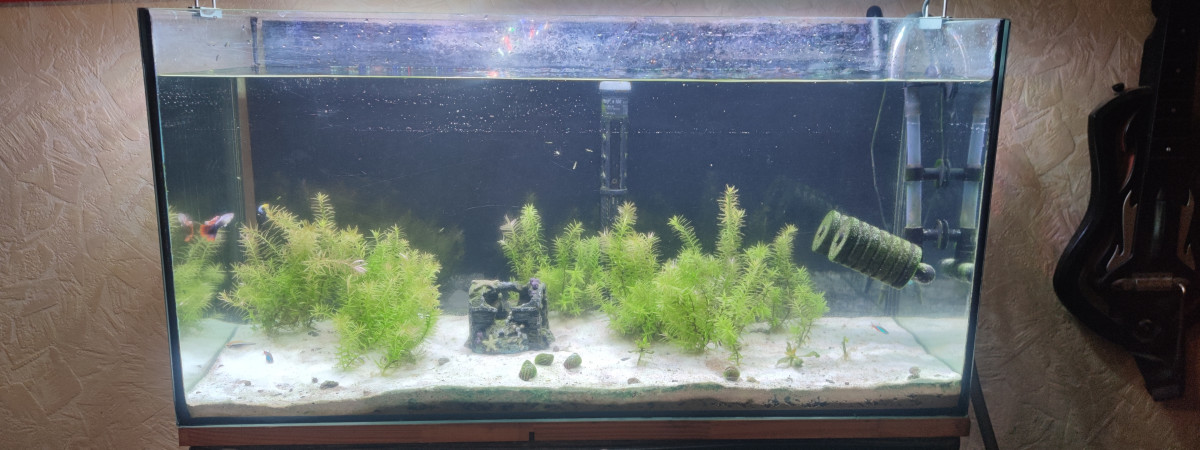 aquarium 1er aquarium