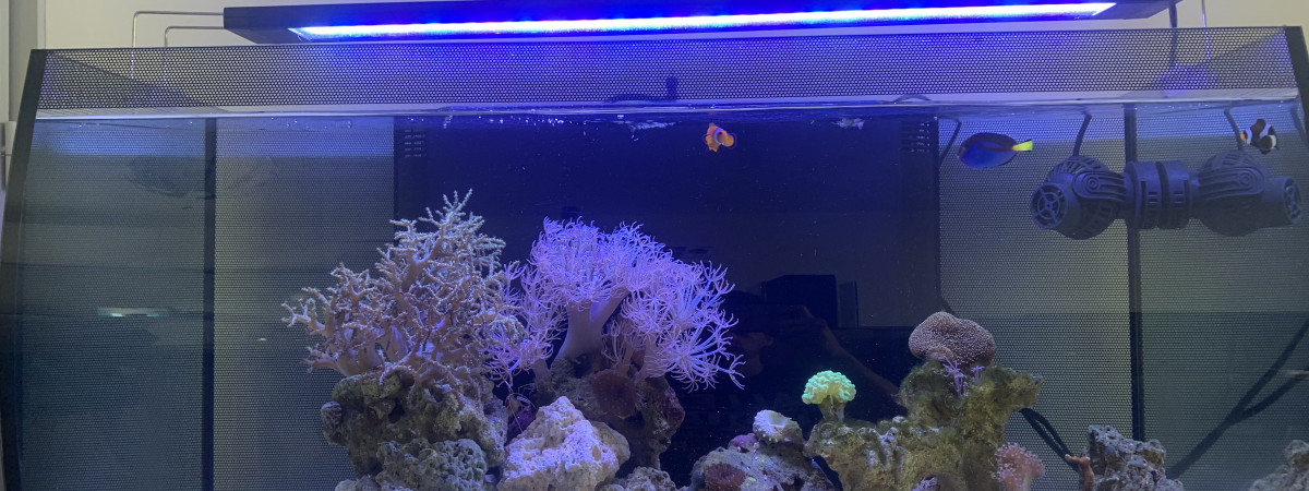 aquarium Poisson Clown