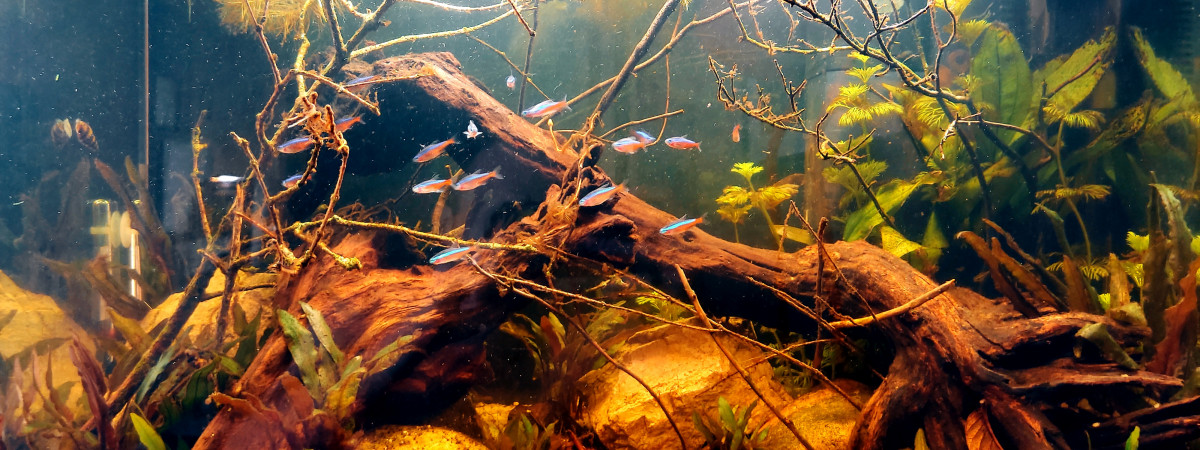 aquarium Aqua 100L Amazon