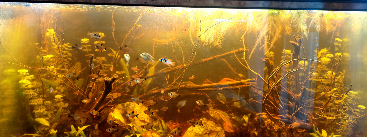 aquarium Aqua 300L Sud-américain