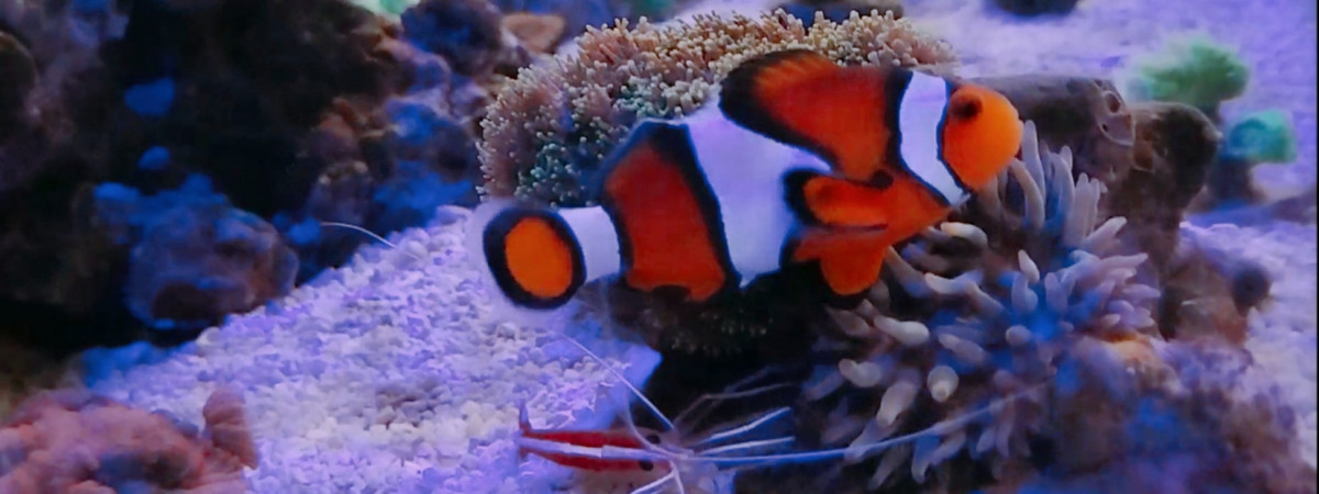 aquarium Micro Recifal 150L