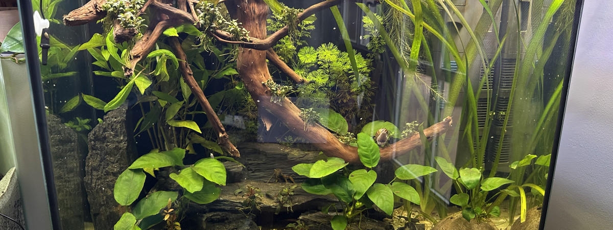 aquarium Betta et Panda