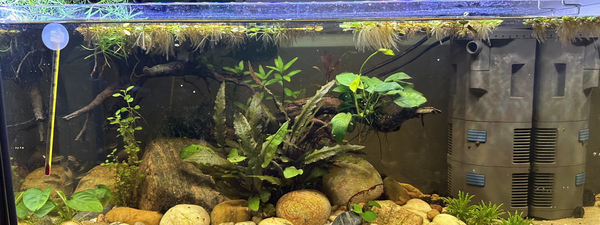 aquarium Rio Madeira