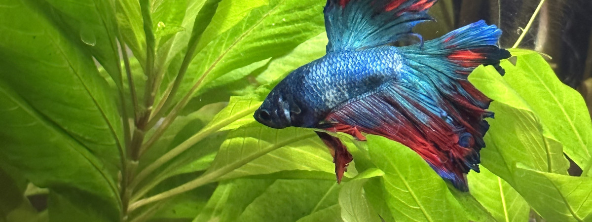 aquarium Bataillant