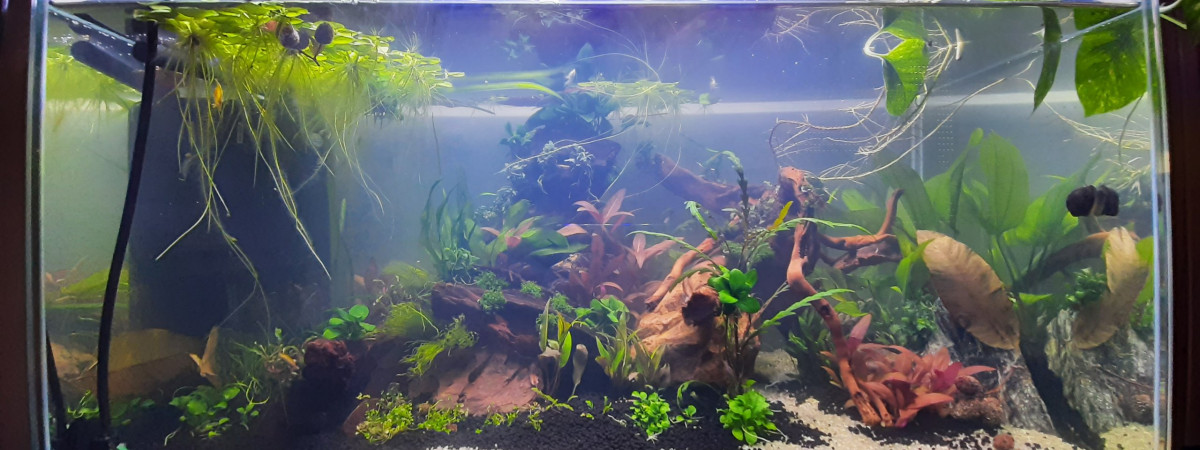 aquarium Superfish