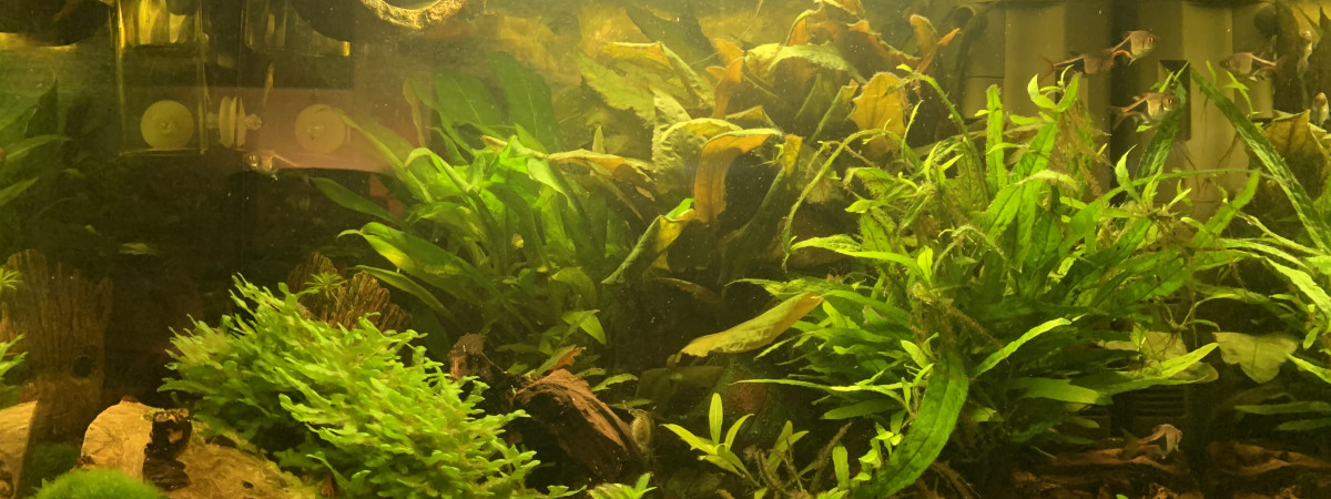 aquarium Oase StyleLine 85