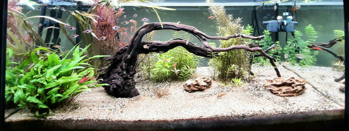 aquarium Bac communautaire 45