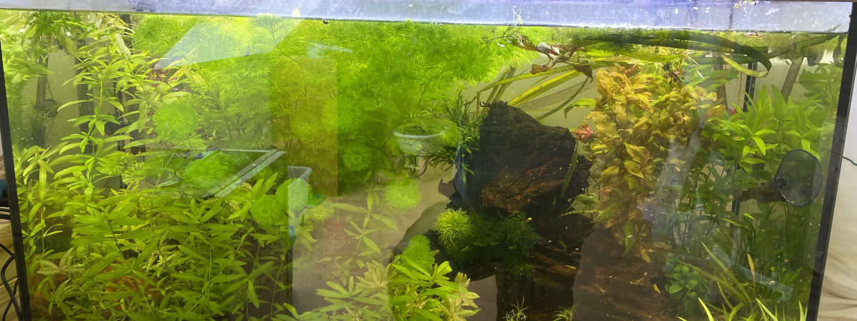 aquarium Arc en ciel