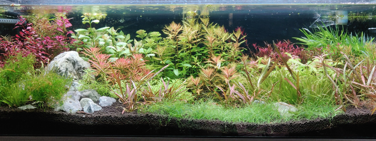 aquarium Plants Power