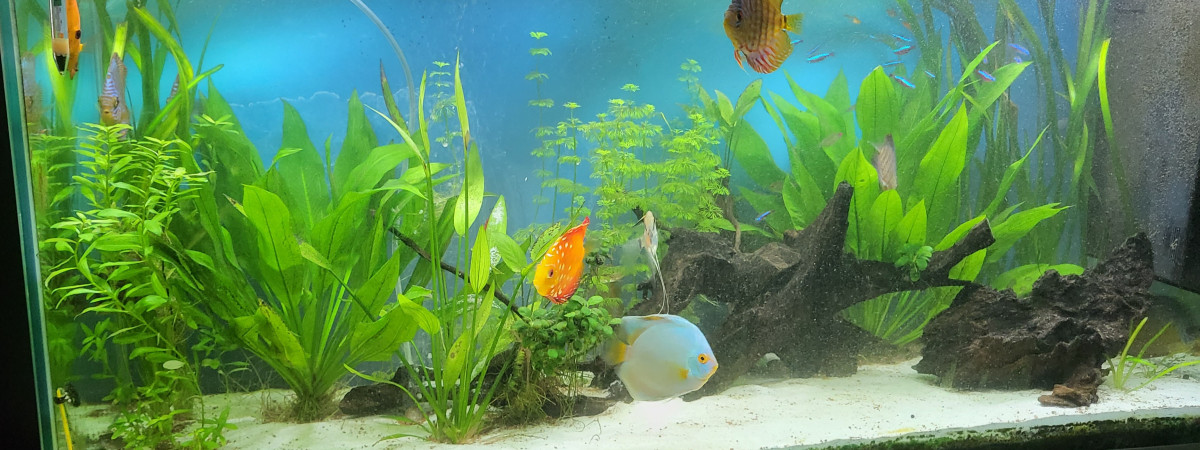 aquarium Amazonien