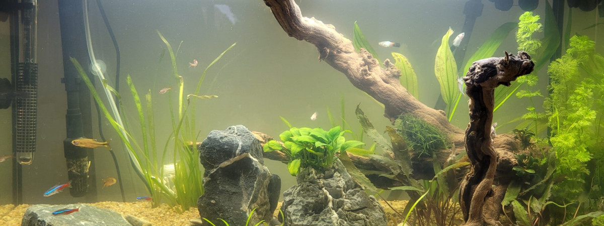 aquarium Rio 125