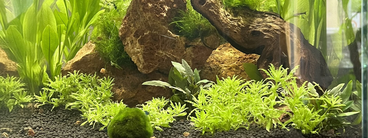 aquarium CREVETTES