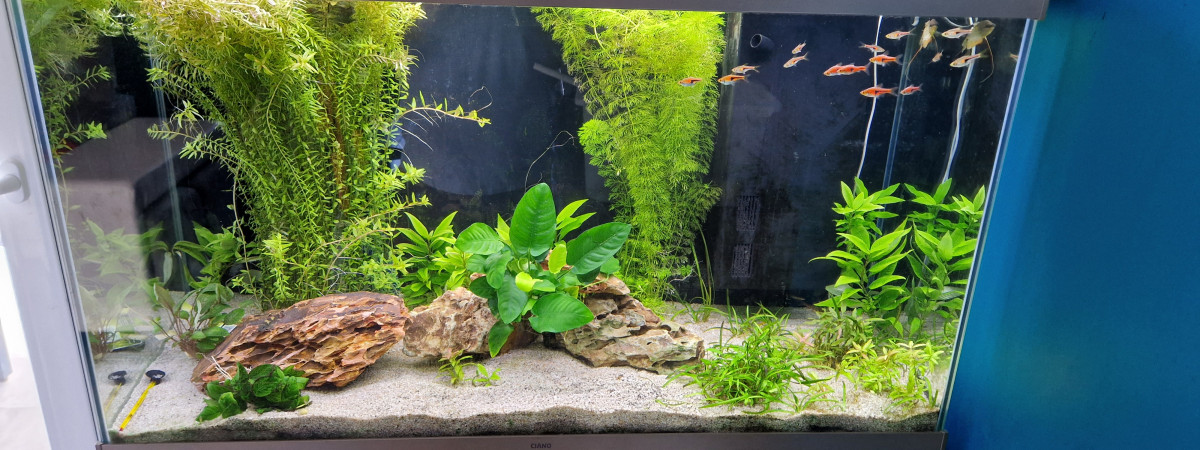 aquarium Salon 200L CIANO