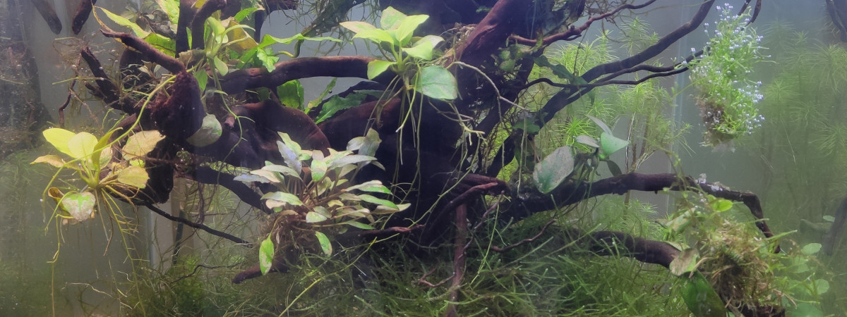 aquarium Le cube