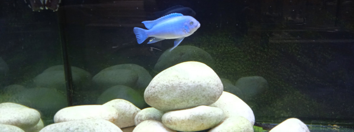 aquarium Pseudotropheus socolofi