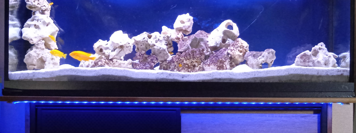 aquarium Labidochromis