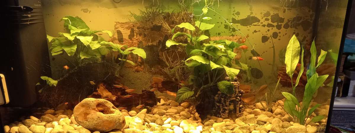 aquarium Grand bac