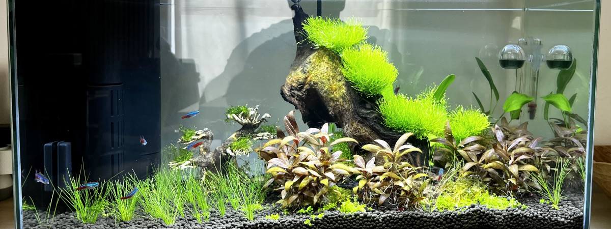 aquarium Aquascaping